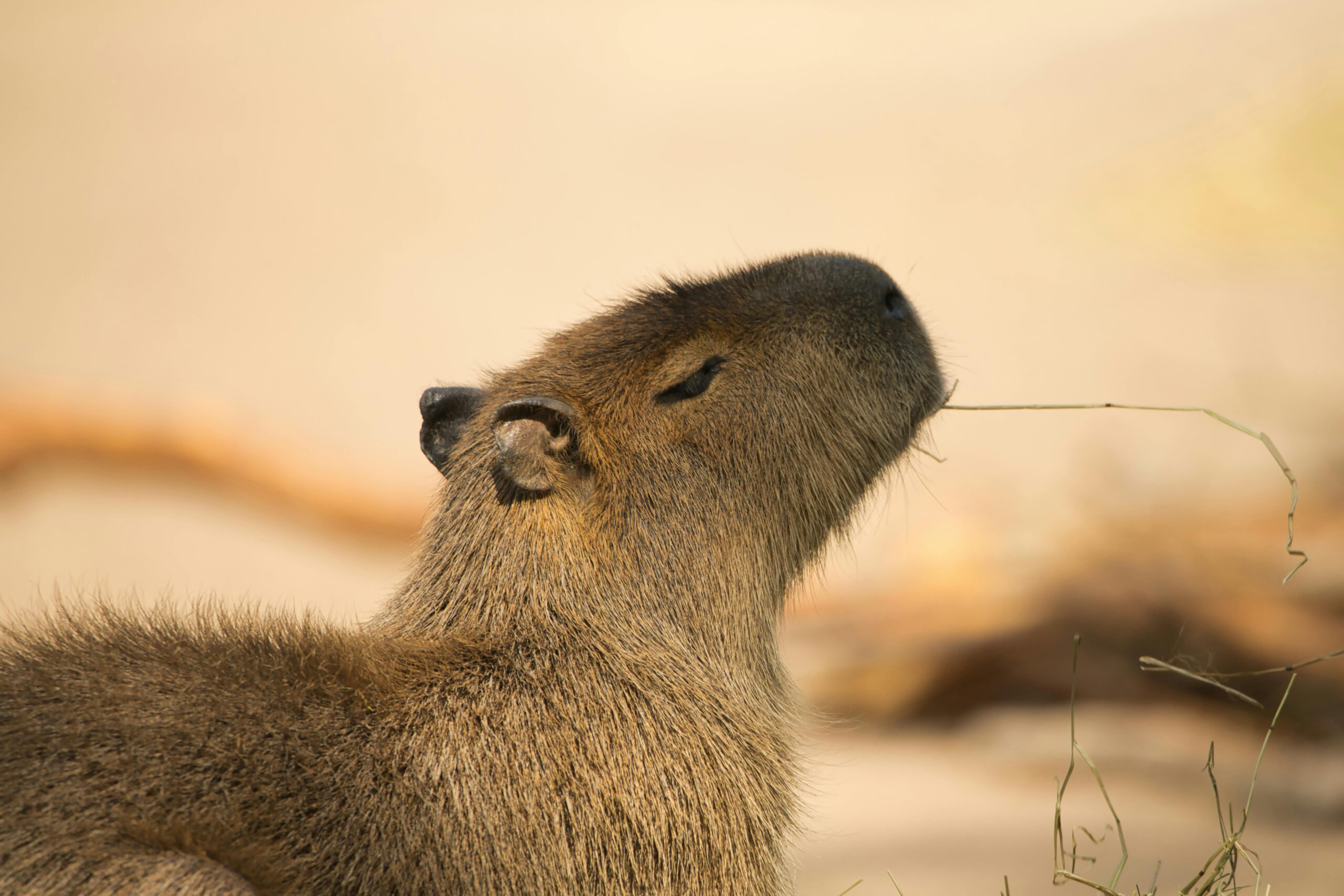 AVENTURA CAPIBARA Y TRES CHIMBADAS