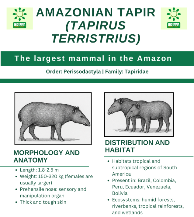 Amazonian Tapir: A Keystone Species in Tambopata’s Conservation Landscape
